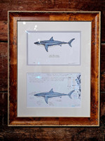 Original White Shark Artist's Study framed with Limited Edition Giclee Print (Artist's Proof) 