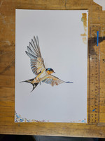 Barn Swallow Original Artist's Study #4