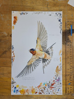 Barn Swallow Original Artist's Study #5