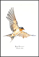 Barn Swallow (#1) 11"x14" Matted Fine Art Print