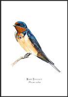 Barn Swallow (#2) 11"x14" Matted Fine Art Print