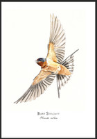 Barn Swallow (#3) 11"x14" Matted Fine Art Print