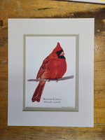  Northern Cardinal 8"x10" Matted Fine Art Print