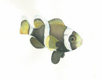 Wide Band Clownfish, Juvenile 11x14 Matted Fine Art Print