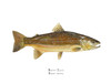 The brown trout open edition print comes matted in a double mat with gold reveal and bagged in a clear plastic bag. It can also be purchased framed. Each is hand-signed.