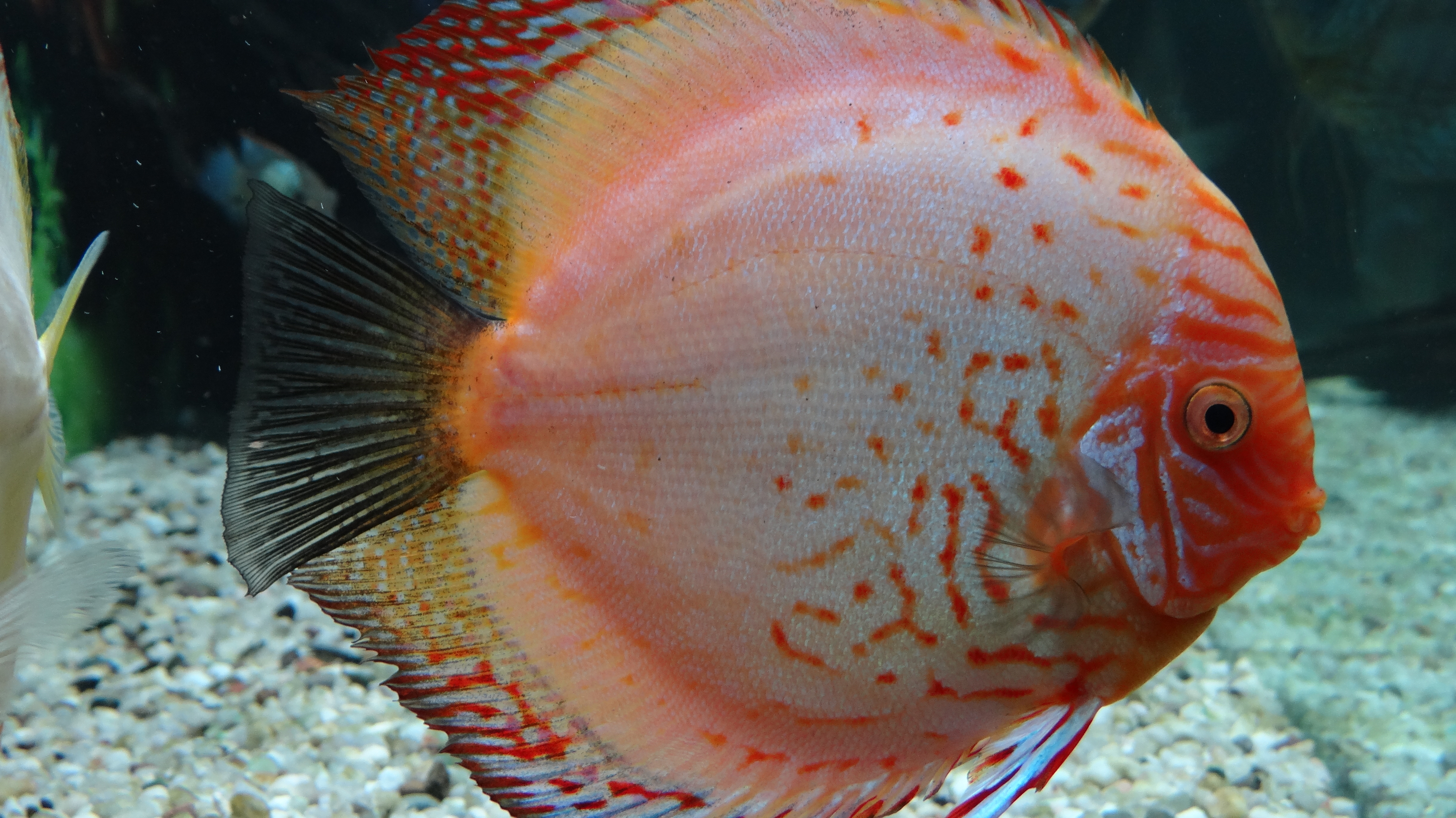 red turquoise discus babies