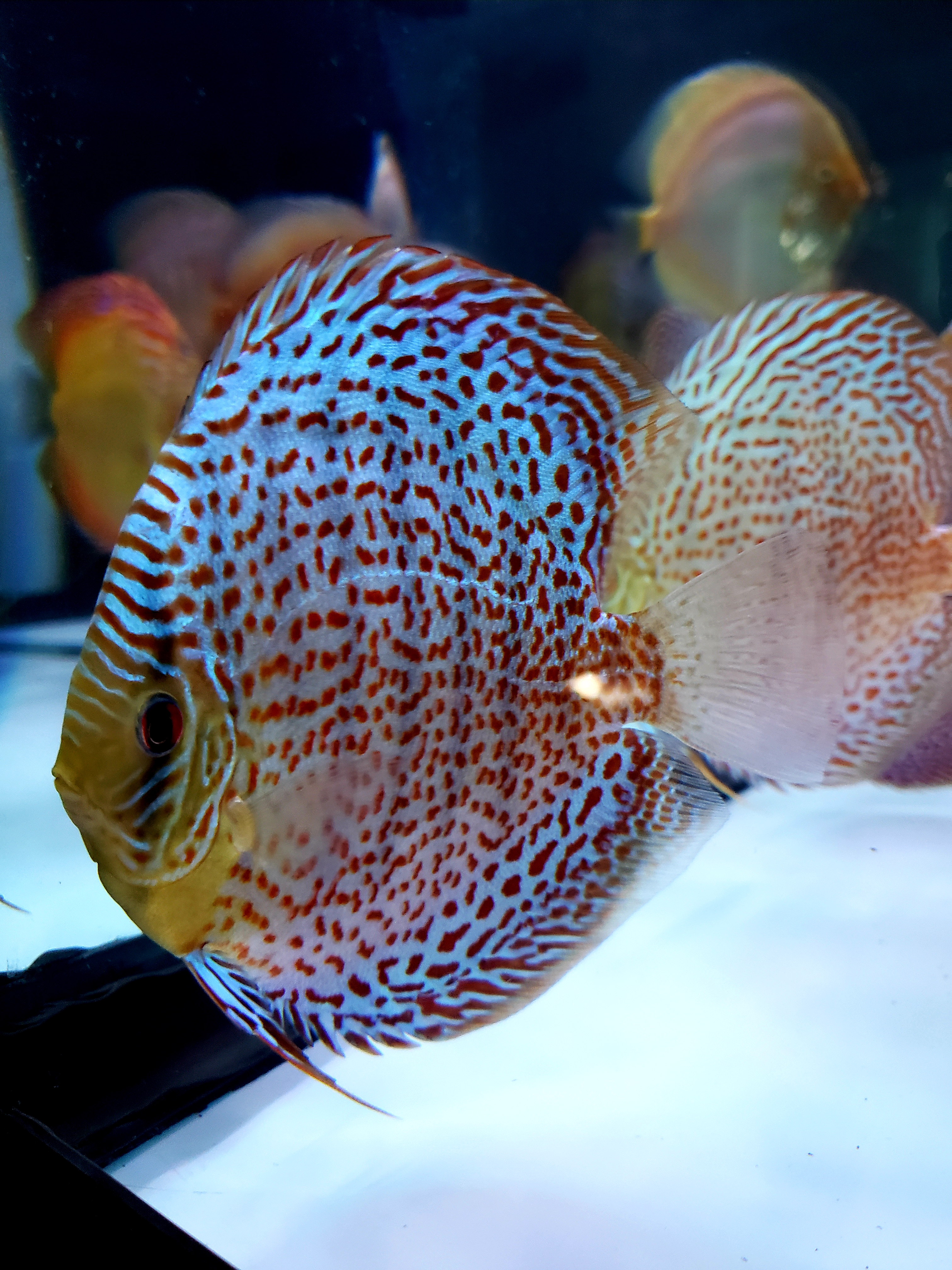 leopard discus fish｜TikTok Search