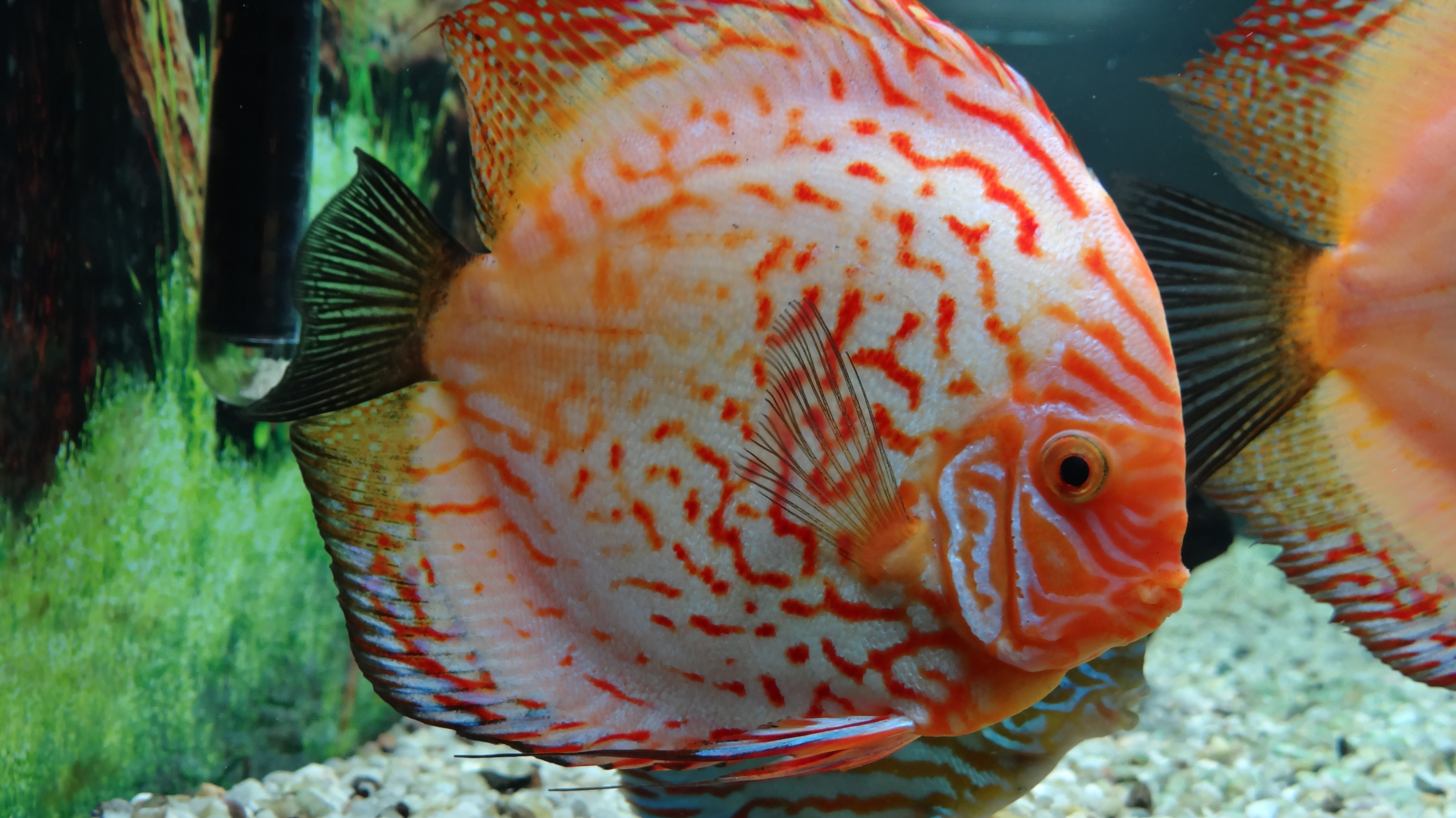 red turquoise discus babies