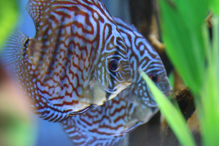 red turquoise discus babies