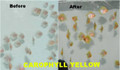 50 Grams Carophyll Yellow Colour Enhancing Food Additive