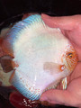 6.75” Giant White Butterfly Discus (solid white body)