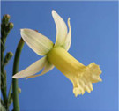 New Developments in Miniature Daffodil Breeding from Around the World on CD
