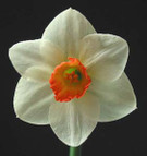 Intermediate Daffodils on CD