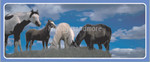 horses_50008