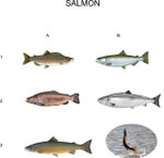 salmon