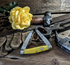 Great Eastern Cutlery -Northfield - Coon Skinner- Smooth Yellow Rose Bone Handles - RARE - NIT