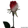 Ulti-Rose Single Color Changing Rose