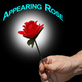 Appearing Rose - Imported
