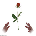 Simplex Floating Rose by David R Evangelista