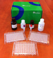 SemaBridge ELISA Kit (for Semaglutide Biosimilar Comparison)