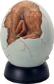 Y8723 - Brown Baby Egg Hatchling