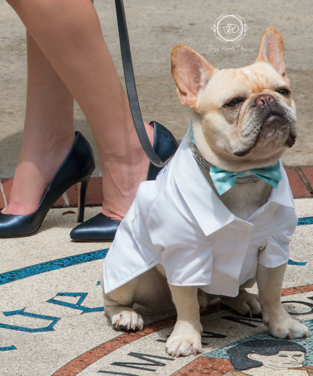 dog lab coat