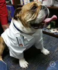 Custom Made Collared Dog Doctor Lab Coat, Large