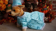 Turquoise Princess Dog Halloween Costume