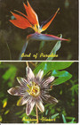 Vintage Hawaiian Passion Flower, Bird of Paradise Postard by Max Basker & Son - 