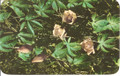 Vintage Hawaiian Wood Rose - Ipomea Tuberosa Postcard by Max Basker & Sons - 196