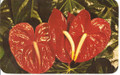 Vintage Hawaiian Red Anthuriums Postcard by Max Basker & Sons - 1960's