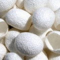 Silk Cocoons, Natural - White