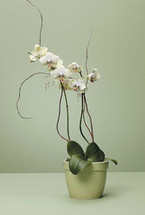 ORCHID PLANT