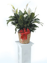 PEACE LILY PLANT