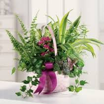 GRAND LUSH GREEN ASSORTED PLANTS