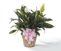 GARDEN OF LOVE- PEACE LILLY PLANT