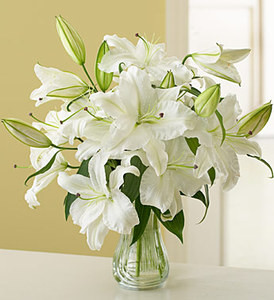 white stargazer lilies blossom