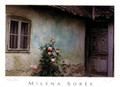 Milena Sorée Award-Winning Poster: CROATIAN ROSE