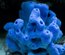 Blue Sponge in it natural state.