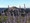 MOTOVUN