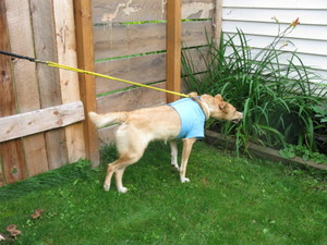 dog harness rubbing