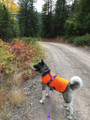 Safety jackets (orange) for dogs