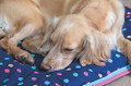 Dog Bed - Waterproof Digby & Fox (Tennis Balls - 80" x 100")
