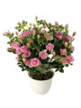 Mini Pink Rose Plant
