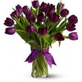 Purple Tulips