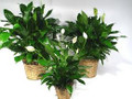Spathiphyllum - Small