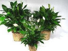 Spathiphyllum (Peace Lily)  - Large