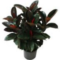Burgundy Rubber Plant - Small