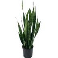 Sansevieria - Small