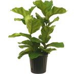 Ficus Pandurata Bush - Small